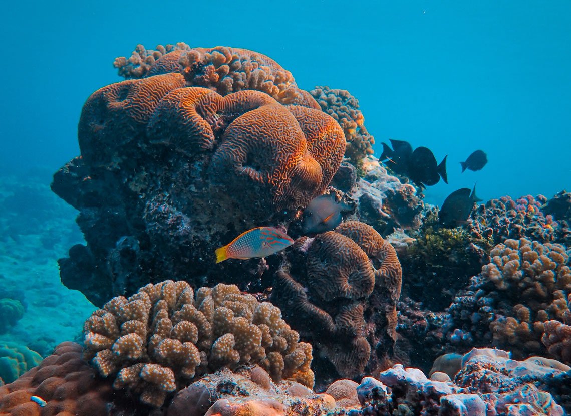 Arrecifes de Coral